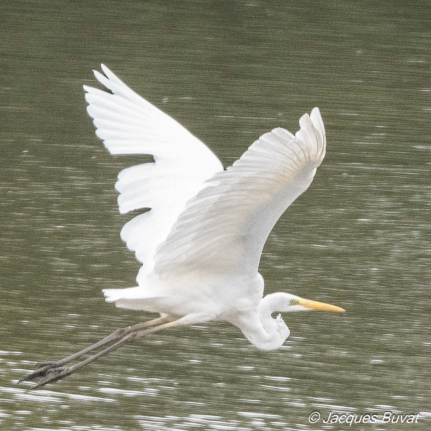 Grande Aigrette (Great Egret, Ardea alba), adulte internuptial  traversant le Dépôt 54 de la Réserve naturelle de Mont-Bernanchon, Hauts de France.